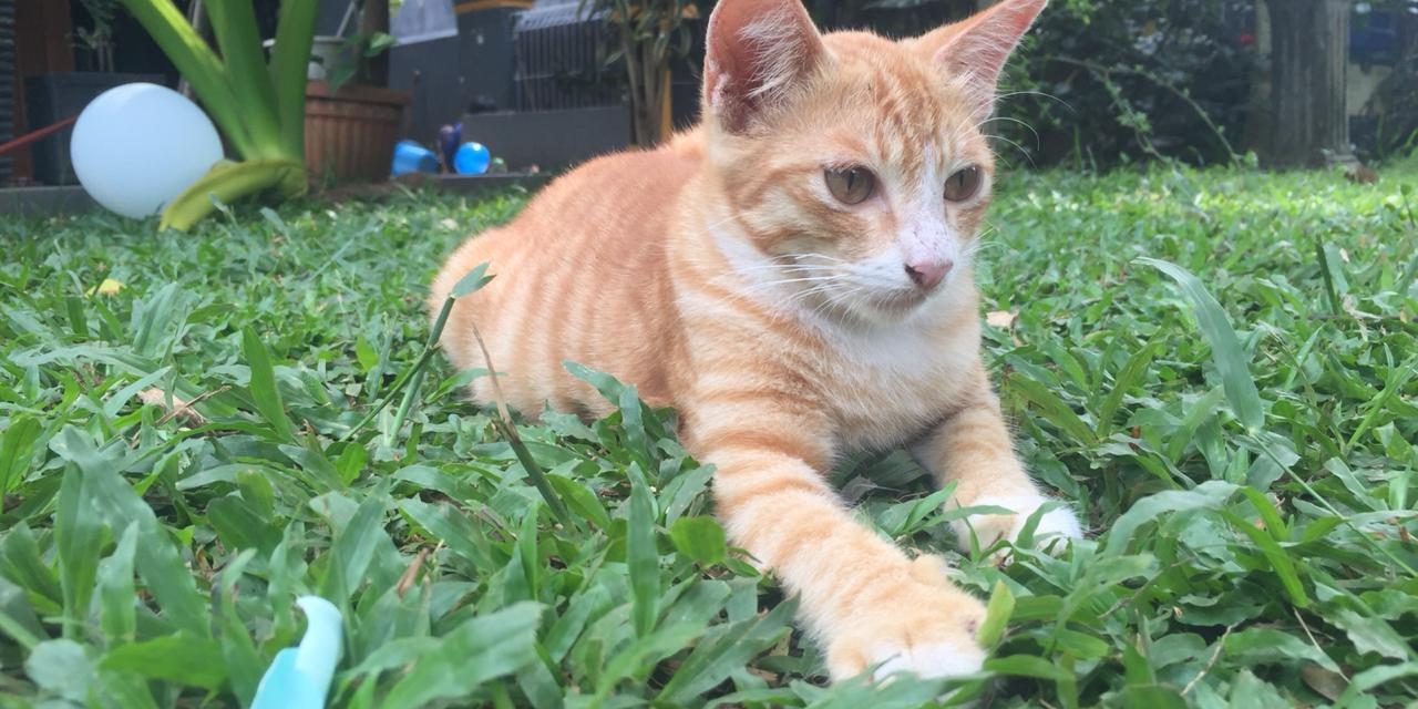 Dulu (mau) dibuang, kini disayang