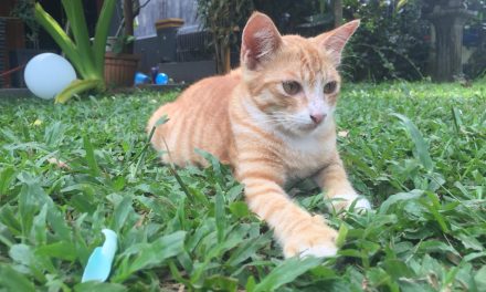 Dulu (mau) dibuang, kini disayang