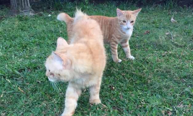 Misteri Status Hubungan Kukupih dan Kukucil