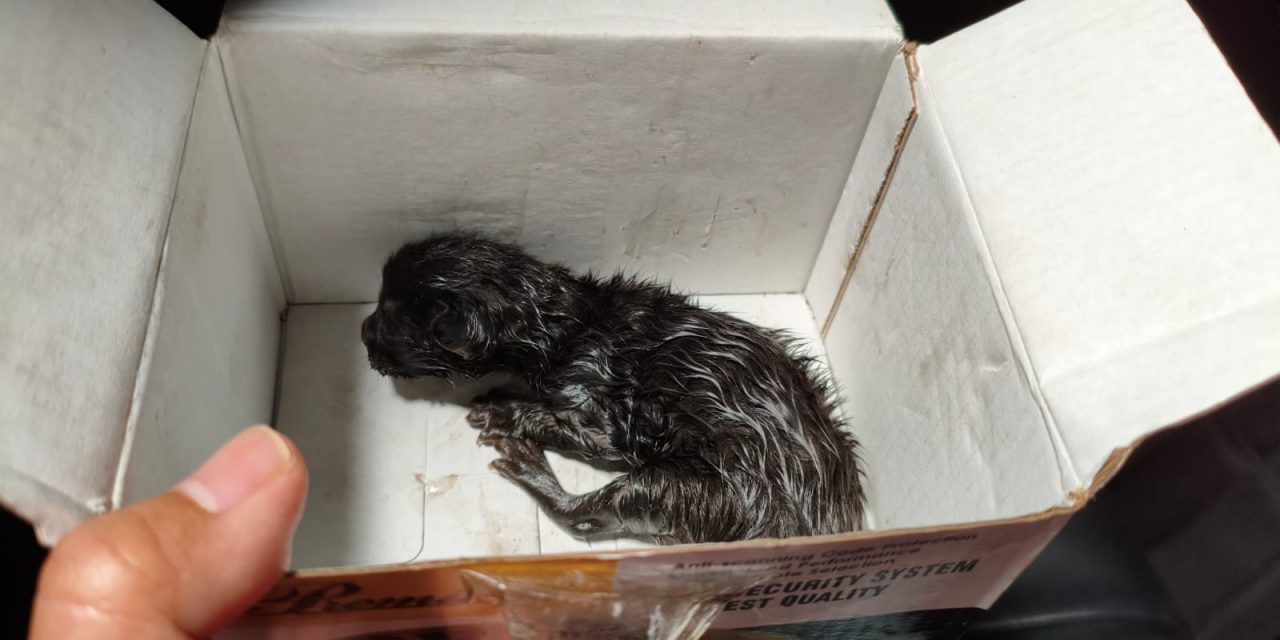 Mesin Mobil, Bayi Kucing, dan Pagi yang Mengajarkan Kami Bertahan