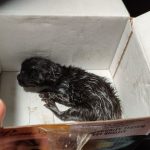 Mesin Mobil, Bayi Kucing, dan Pagi yang Mengajarkan Kami Bertahan