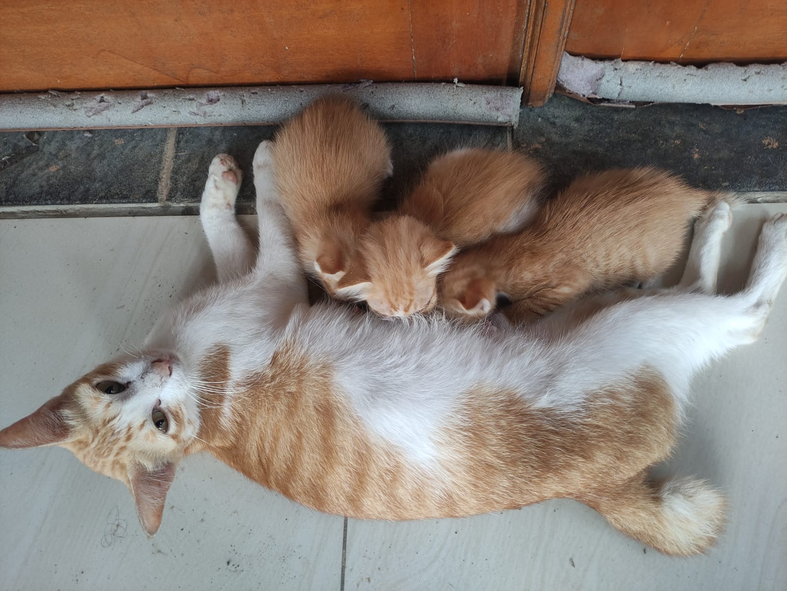 Kukucil Sayang, Kukucil Malang