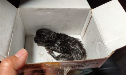 Mesin Mobil, Bayi Kucing, dan Pagi yang Mengajarkan Kami Bertahan