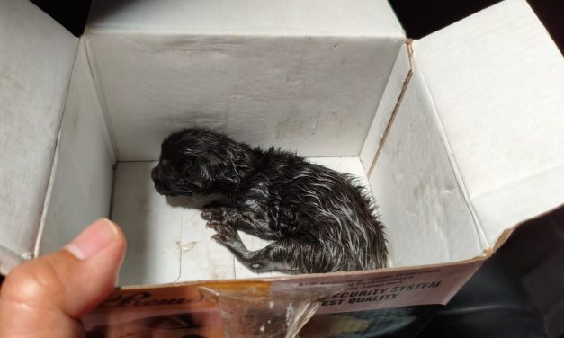 Mesin Mobil, Bayi Kucing, dan Pagi yang Mengajarkan Kami Bertahan