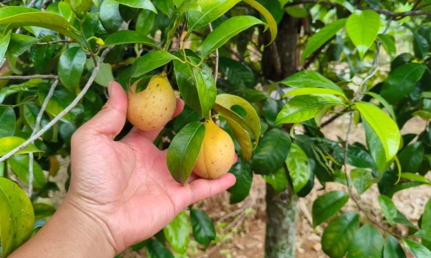 Jejak Pala di Jalan Cagak